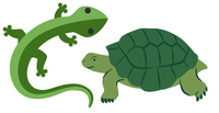 Uncovering Reptiles Program - various branches